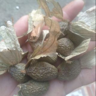 HẠT ƯƠI BAY RỪNG  1KG