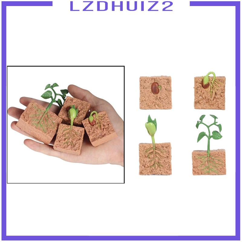 Mô Hình Thực Vật Cây Đậu Nành Giảng Dạy Cho Bé