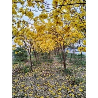 cây giống phong linh