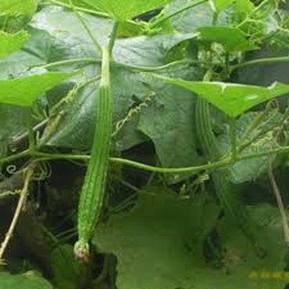 10 HẠT GIỐNG MƯỚP KHÍA