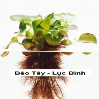 Rễ bèo tây - lục bình