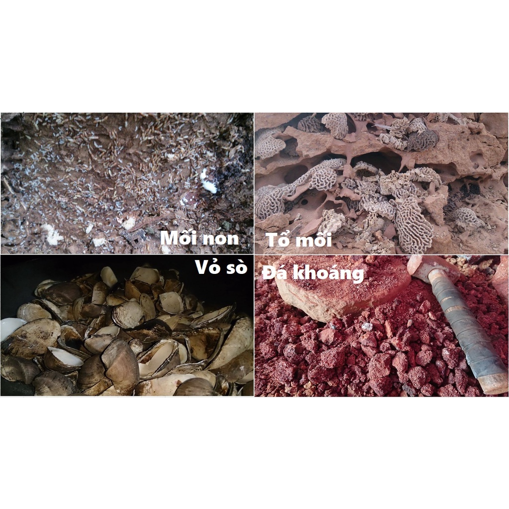 Khoáng chất đặc biệt cho chim cu gáy và nhiều loại chim khác