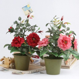 HẠT GIỐNG HOA HỒNG BỤI