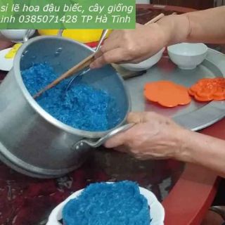 Hạt giống hoa đậu biếc