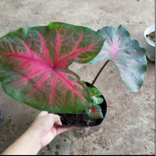 Cây kiểng lá môn Caladium Fannie Munson
