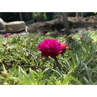 Hoa mười giờ cánh kép (1 cành)