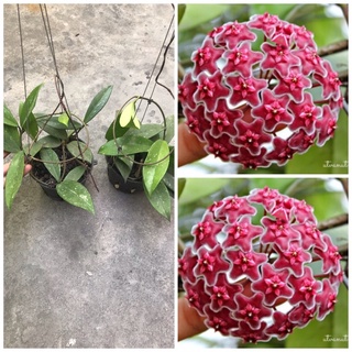 Giò hoa lan cẩm cù đỏ 40k / 1 chậu