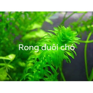 10 cây rong đuôi chó, trang trí bể cá #rongduoicho