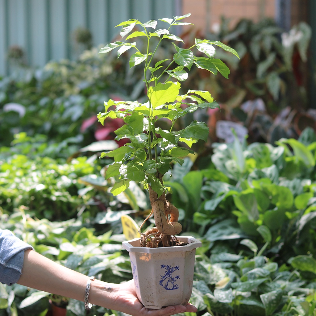 Chậu Cây Hạnh Phúc dáng Bonsai dễ chăm sóc