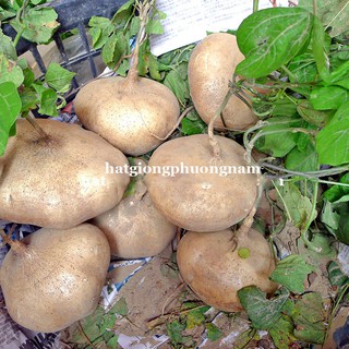 HẠT GIỐNG CỦ ĐẬU(CỦ SẮN)