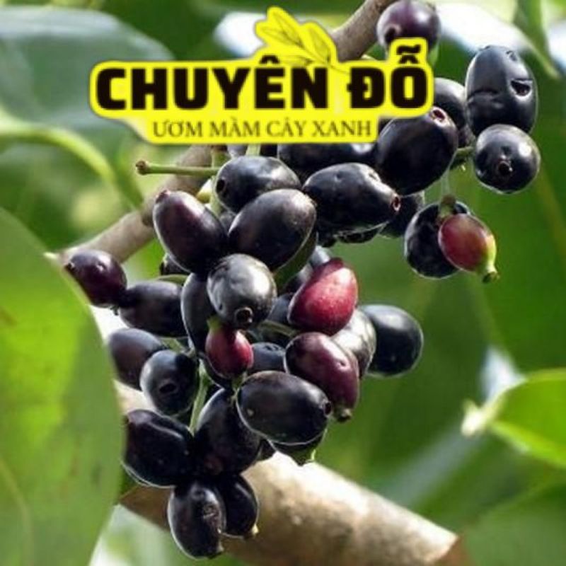 Cây Trâm Vối Giống Cao khoảng 10-20cm, cây khỏe đẹp, xương rồng