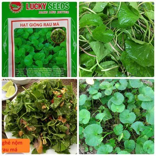 Hạt giống rau má Việt Nam tốt cho sức khỏe 0,5gr - HGT