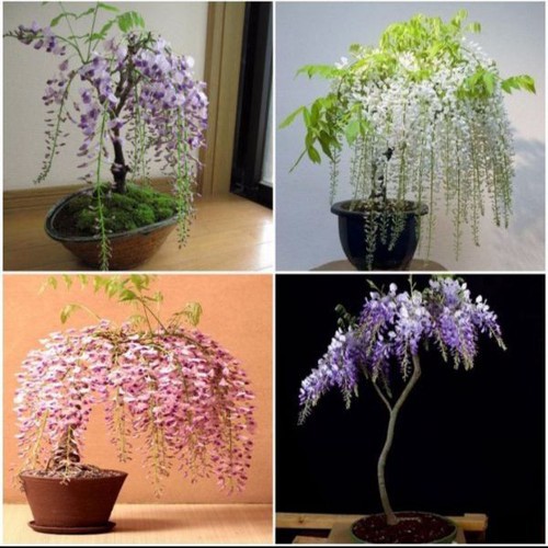 Gói 5 hạt giống hoa tử đằng