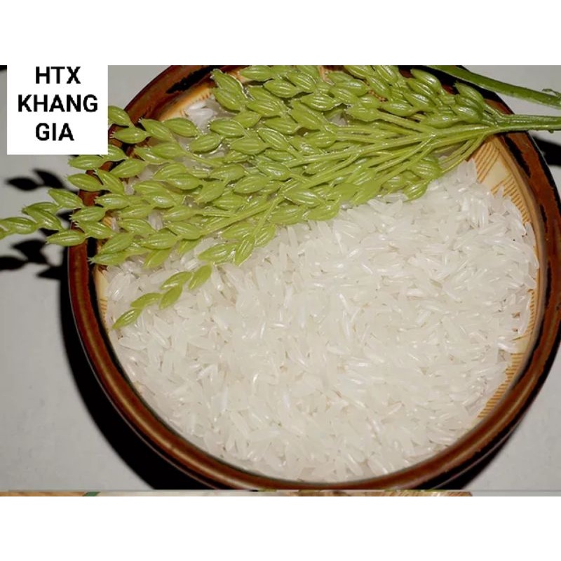 Hạt giống lúa Tám thơm Điện Biên túi 1kg