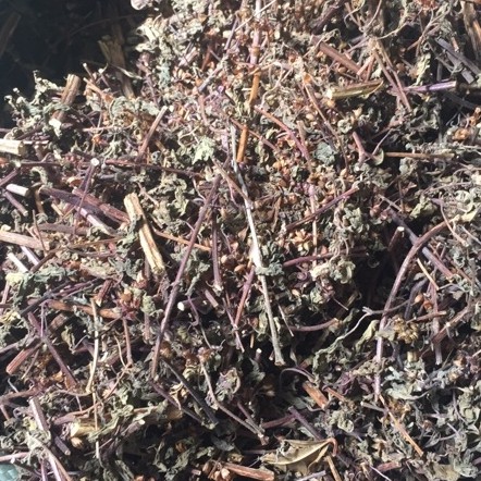 HƯƠNG NHU KHÔ 100gr | BigBuy360 - bigbuy360.vn