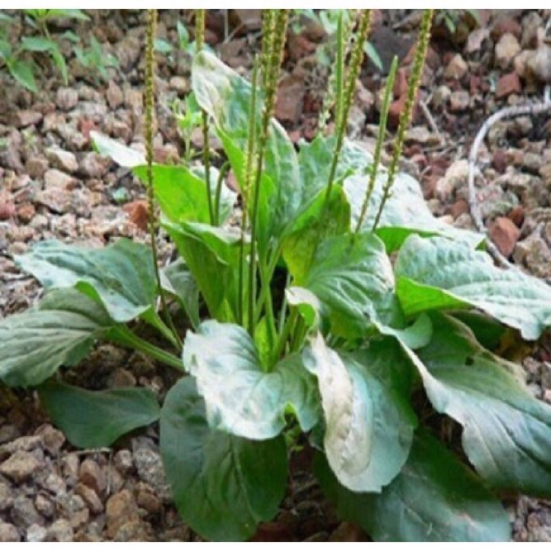 500gram mã đề khô