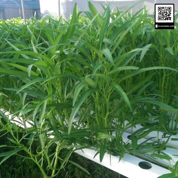 [Bán sỉ] - Hạt giống rau muống Thái Lan