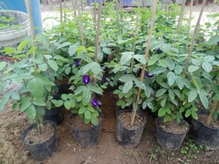 Cây hoa đậu biếc