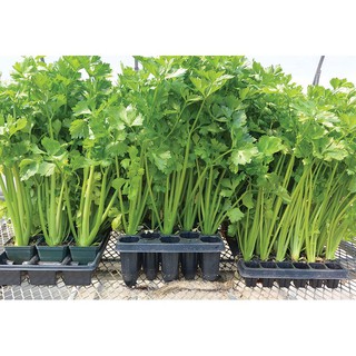 Hạt Giống Cần Tây
