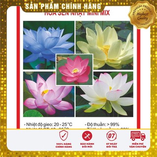 Hạt Giống Sen Mini Nhật LUCKY SEEDS (5 hạt)
