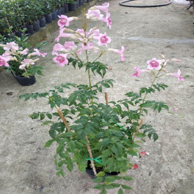 Cây hồng thiên hương  - cây cảnh đẹp - caykiengsadec