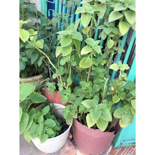 Cây tần dày lá (húng chanh)