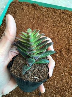 Sen tứ phương tím