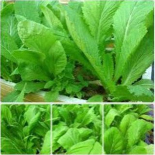 Gói 10 gr hạt giống rau cải mơ
