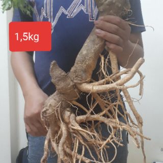 Củ đinh lăng tươi 1,5kg (hàng có sẵn)