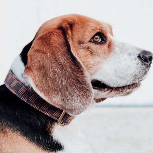 Vòng cổ chó X Indigo 'BURMA Pradauk 'Con người & Hound: Dệt vải Model Brown Alternating Dệt