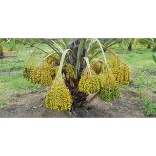 Bán 100gram  hạt giống chà là Thái