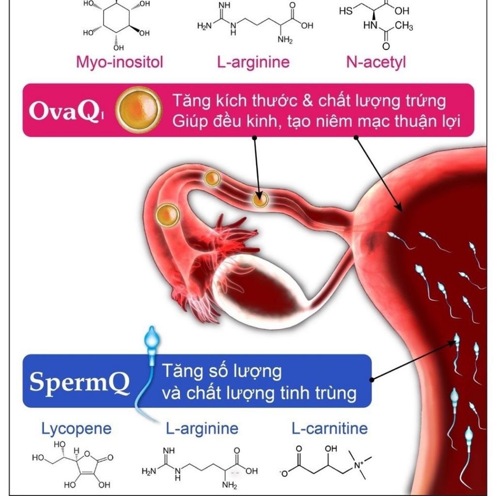 OvaQ1 - Giải pháp giảm vô sinh ở nữ giới - Phân phối chính hãng Hộp 60 viên