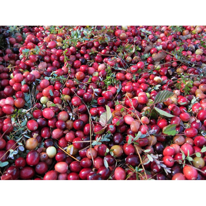 Nam việt quất sây khô Only Nature 450g/túi (Cranberries)
