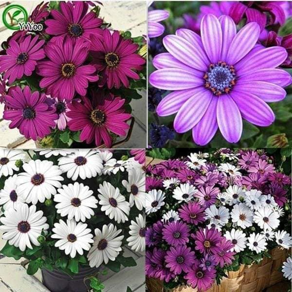 🌺🌸 HẠT GIỐNG HOA CÚC CHÂU PHI 🌸🌺