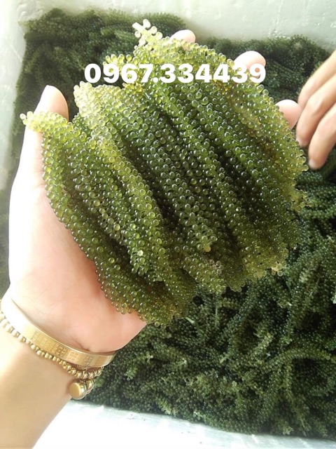 Quá rẻ RONG NHO TƯƠI 90k