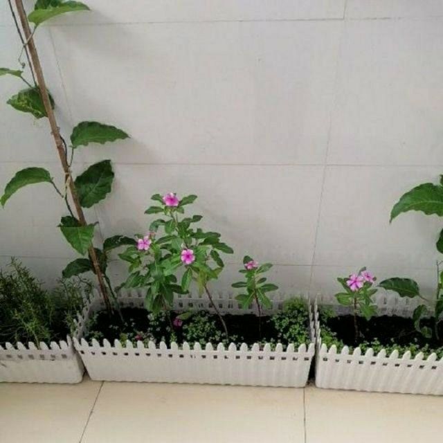 Combo 6 chậu hàng rào size lớn