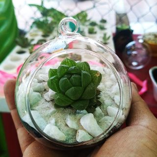 Chậu thủy tinh có móc treo