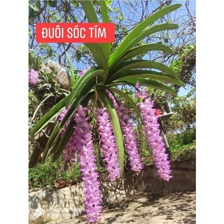 Đuôi Sóc Tím Rừng 1 cây