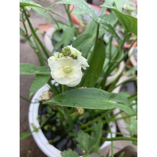 Bách Thuỷ tiên nhài