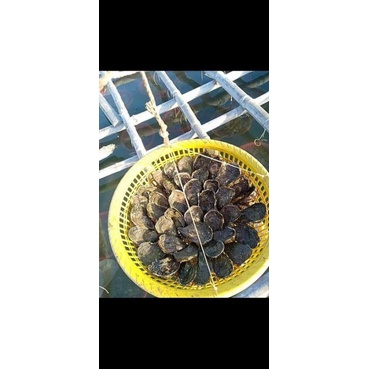 500gr ruột hàu sữa tươi thiên nhiên (ảnh thật) bao ngon từ vùng biển quảng ngãi | BigBuy360 - bigbuy360.vn