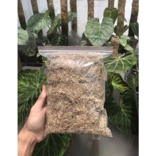 Dớn trắng chile đã qua xử lí