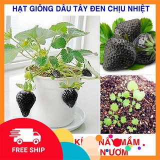 100 Hạt giống Dâu tây đen Chịu nhiệt (tặng gói Kích nẩy mầm và Hướng dẫn) KHUYẾN MẠI TRONG NGAY