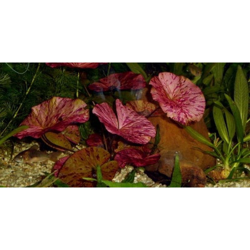 Cây thủy sinh sen tiger