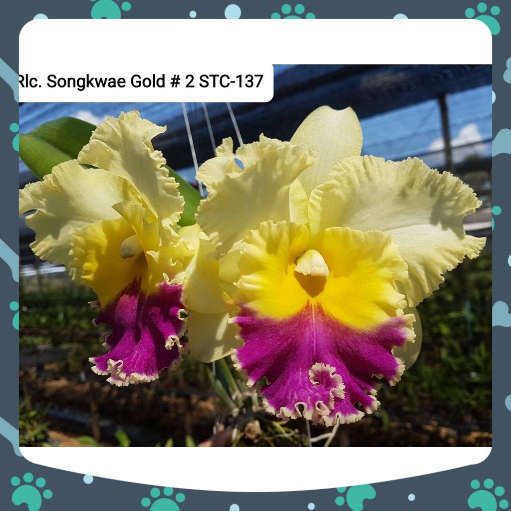 [Có bảo hành] combo 6 cây cattaleya giống màu mới rất đẹp bông to