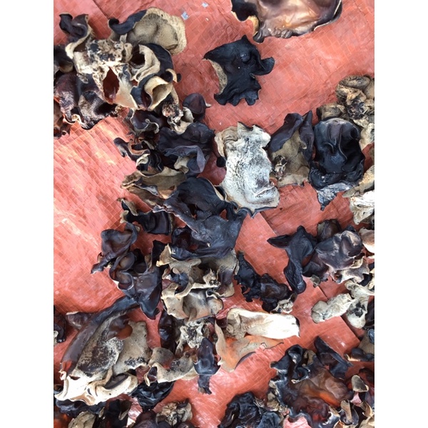 Nấm mèo  tây bắc