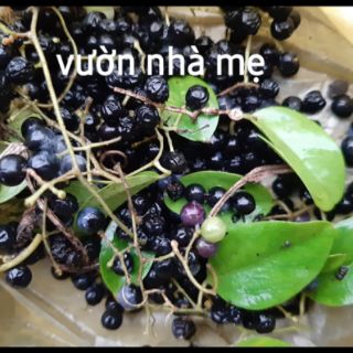 30 Hạt giống cây sương sâm trơn ( láng)
