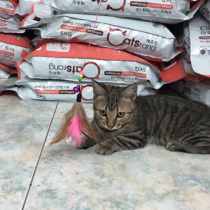 Thức ăn cho mèo Catsrang 3kg