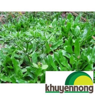 Hạt giống rau mùi tàu