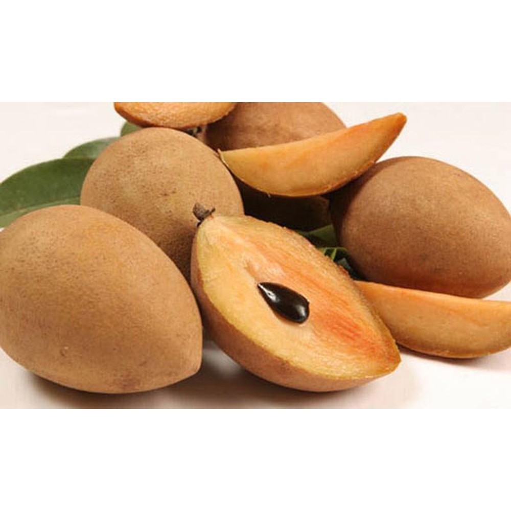 Hạt giống hồng xiêm thuần cao sản