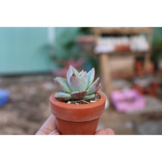 Sen mini cả chậu - 15k